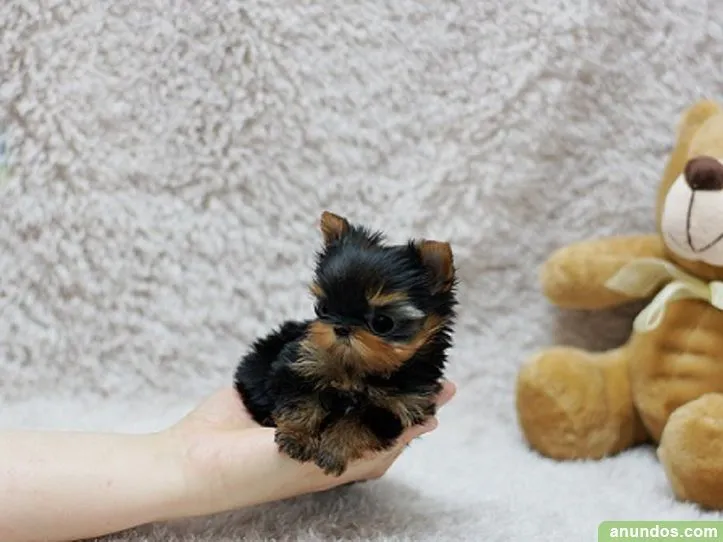 Yorkshire cachorros Bonitos - Ourense