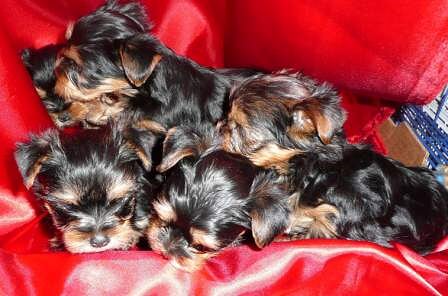 YORKSHIRE CACHORROS VENTA. VIDEOS | YORKSHIRE TERRIER Espacio de laura