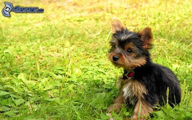 Yorkshire Terrier