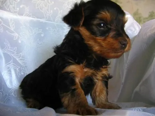 Yorkshire terrier cachoritos mini. - Bogotá, Colombia - Animales ...