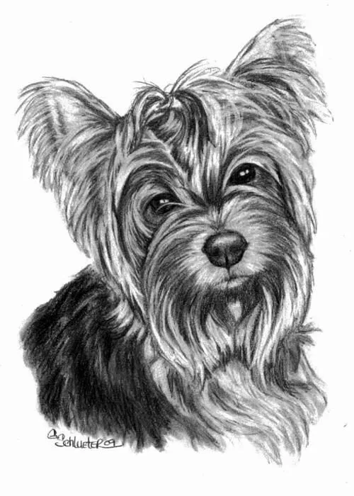 Yorkshire terrier para colorear - Imagui