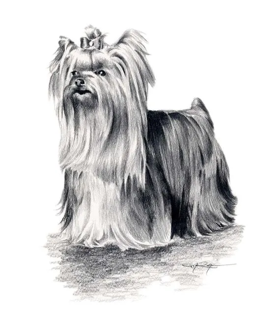 YORKSHIRE TERRIER Dog Pencil Drawing Art Print by k9artgallery YORKSHIRE TERRIER Dog Pencil Drawing Art Print by k9artgallery