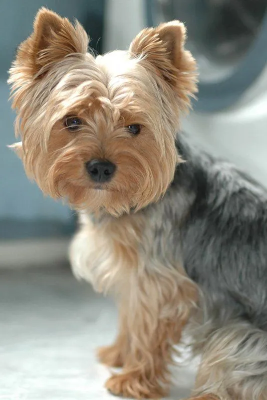 Yorkshire Terrier. PerrosAmigos.com