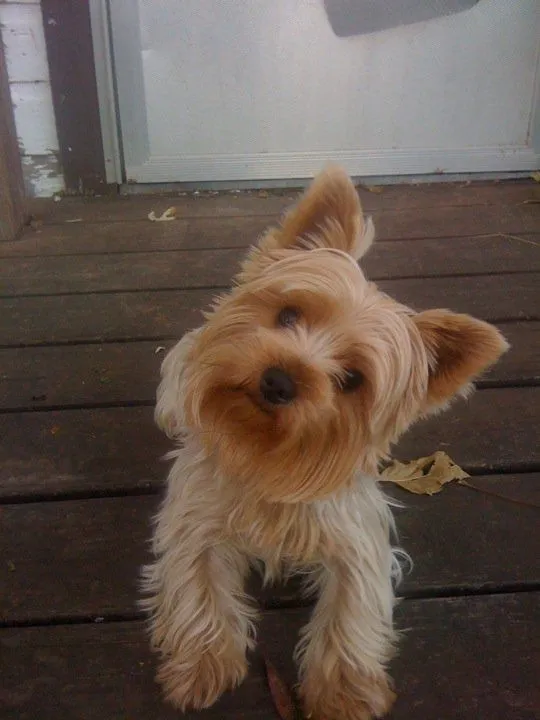 Yorkshire Terrier | Web sobre los perros yorkie toy y miniatura