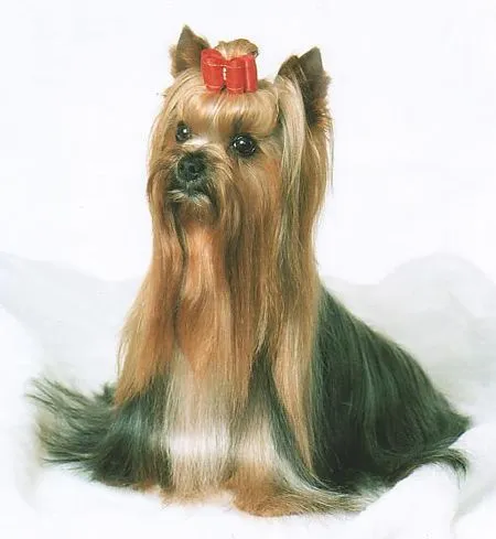 yorkshire-terrier.jpg