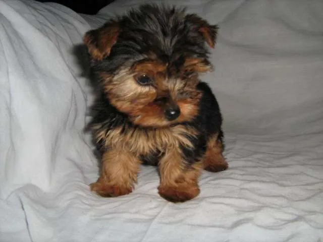 vendo-yorkshire-terrier-hembra ...