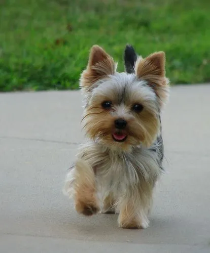 Yorshire Terrier / Yorkshire / Yorkie | El perro de mi Vida Yorshire Terrier / Yorkshire / Yorkie | El perro de mi Vida