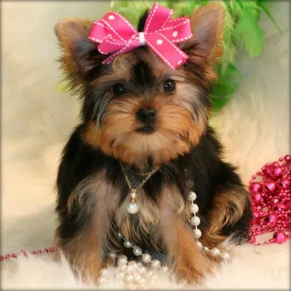 Yorshire Terrier / Yorkshire / Yorkie | El perro de mi Vida
