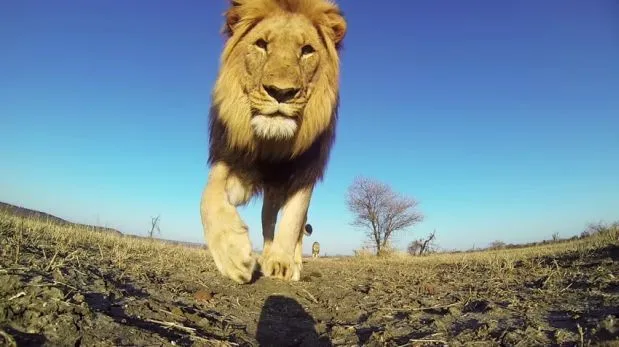 Youtube: un león encontró una cámara de video GoPro y... | Youtube ...
