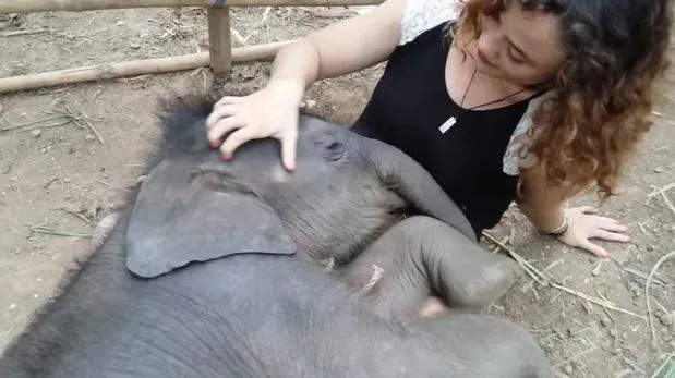 YouTube: mujer le canta a elefante bebé hasta para que duerma ...