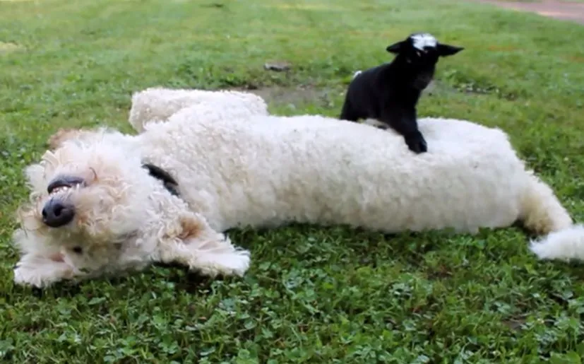 YouTube: Oveja bebe hace lo que quiere con este perro | VIDEO ...