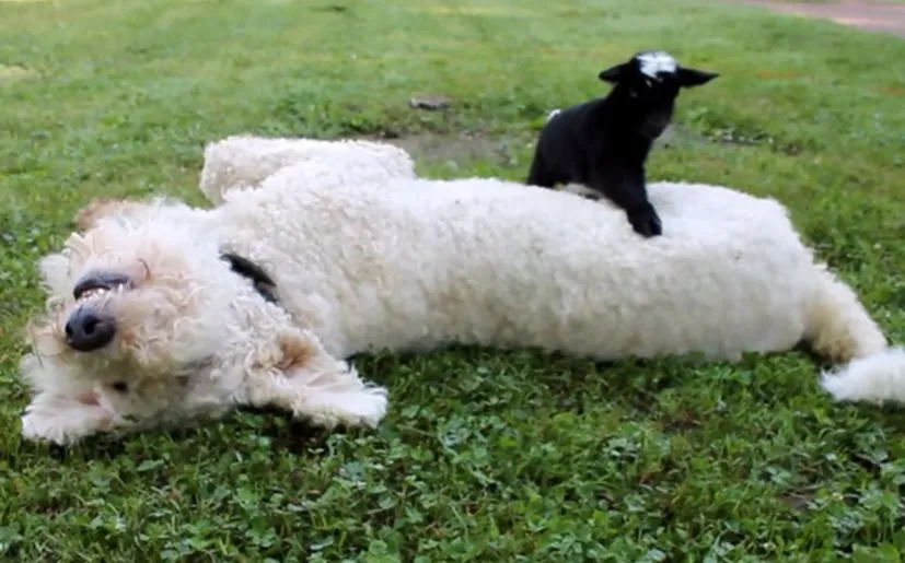 YouTube: Oveja bebe hace lo que quiere con este perro | VIDEO ... YouTube: Oveja bebe hace lo que quiere con este perro | VIDEO ...