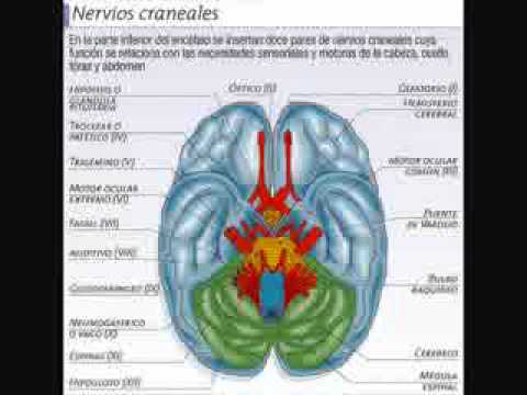 YouTube - Sistema Nervioso Central Y Periferico.mpeg - YouTube