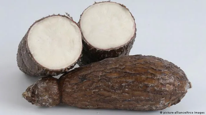 Yuca, el tubérculo del futuro | Audiorecetas | DW.DE | 01.06. Yuca, el tubérculo del futuro | Audiorecetas | DW.DE | 01.06.