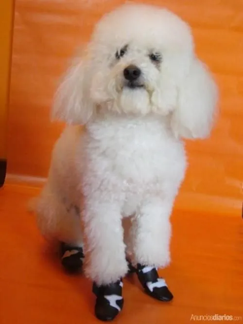 Zapatos para perros - Imagui