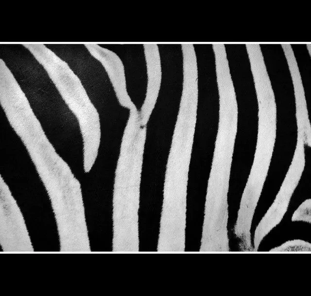 ZEBRA | Flickr - Photo Sharing!