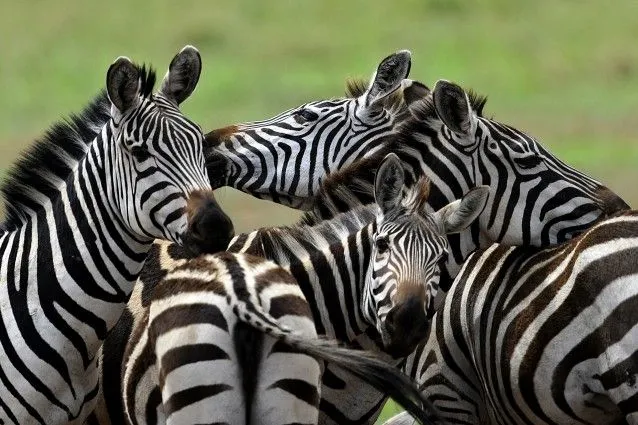 La zebra e l'importanza delle strisce | Scienze fanpage