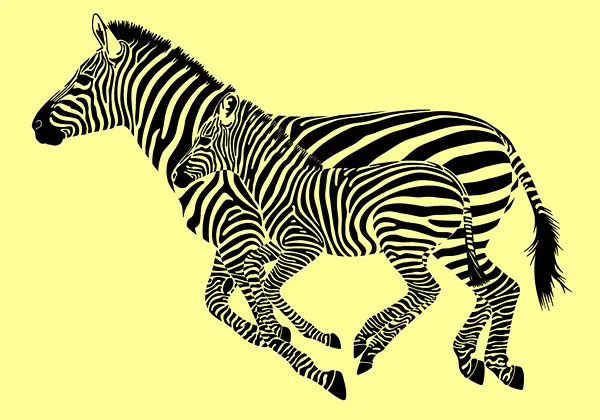 Zebra vector material Free Vector / 4Vector