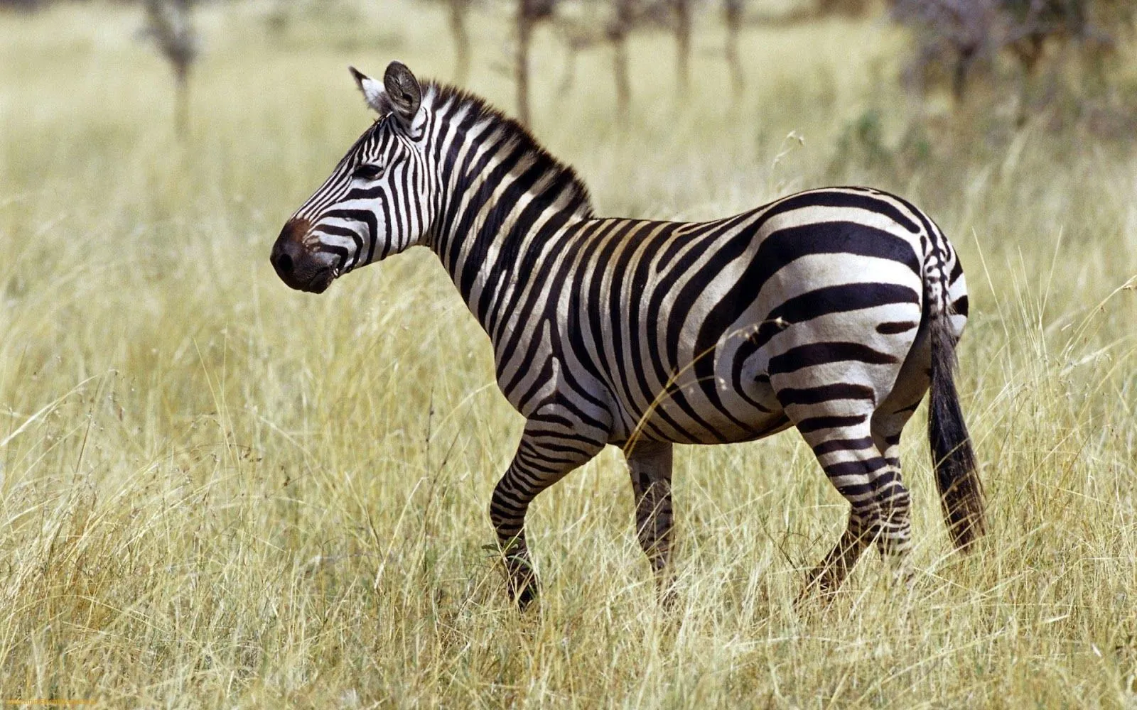 Zebra Wallpaper | 3D Wallpaper | Nature Wallpaper | Free Download ... Zebra Wallpaper | 3D Wallpaper | Nature Wallpaper | Free Download ...