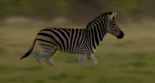 Zebra GIFs on Giphy