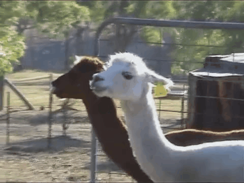 Zebras Make A Break For It In Belgium; Arizona Llamas Unimpressed Zebras Make A Break For It In Belgium; Arizona Llamas Unimpressed