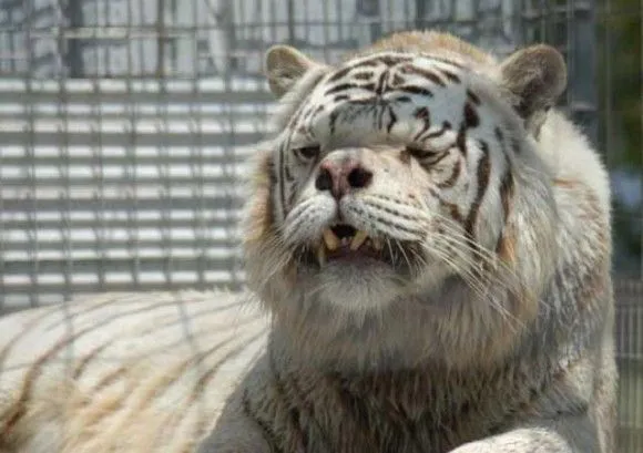 Zegag.fr : Un tigre albinos mentalement retardé Zegag.fr : Un tigre albinos mentalement retardé