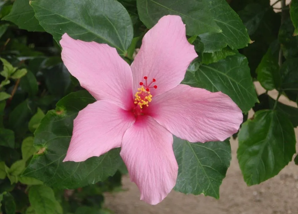 Zeke's Bilingual Blog: Muchas flores bonitas Zeke's Bilingual Blog: Muchas flores bonitas