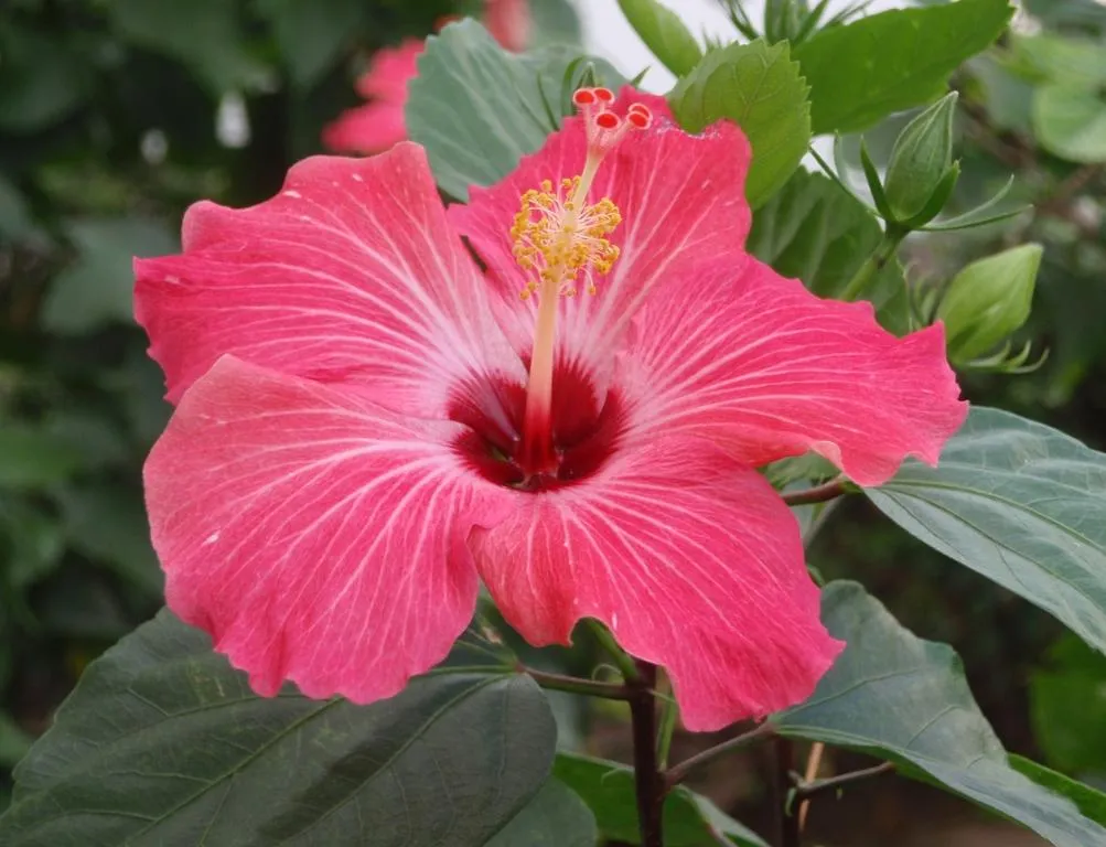 Zeke's Bilingual Blog: Muchas flores bonitas Zeke's Bilingual Blog: Muchas flores bonitas