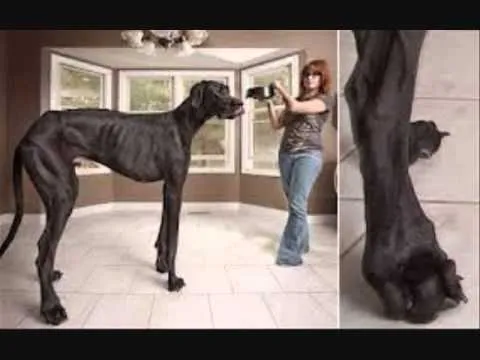 ZEUS EL PERRO MAS GRANDE DEL MUNDO NOTICIAS INSÓLITAS 20 DE ...