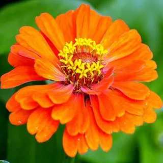 Zinnia naranja
