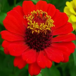 Zinnia roja