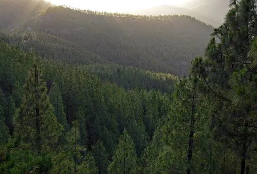 Zona de bosque de pinos - NATURALEZA - (GEVIC) Gran Enciclopedia ...