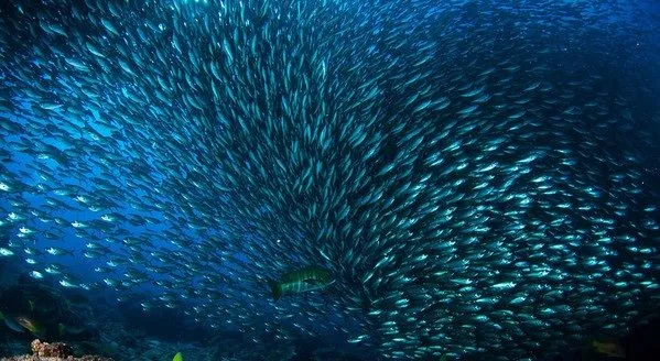 ZONA CURIO: LOS 20 BANCOS DE PECES MÁS INCREÍBLES ZONA CURIO: LOS 20 BANCOS DE PECES MÁS INCREÍBLES