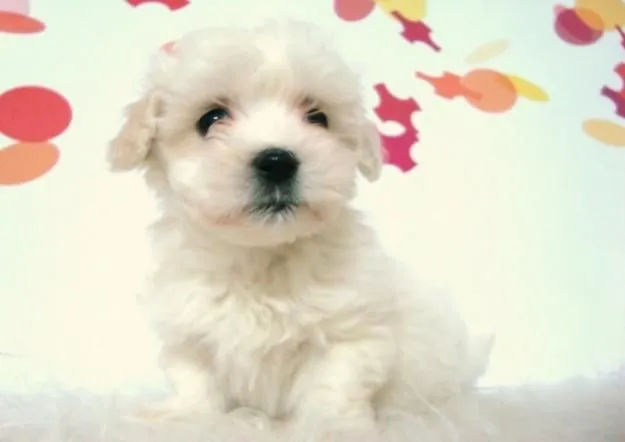 ZONA PURPURA: Las Mascotas Mas Tiernas Del Mundo
