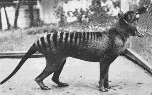 ZonaDeNadie — Foto del último tigre de Tasmania en 1933, hoy...