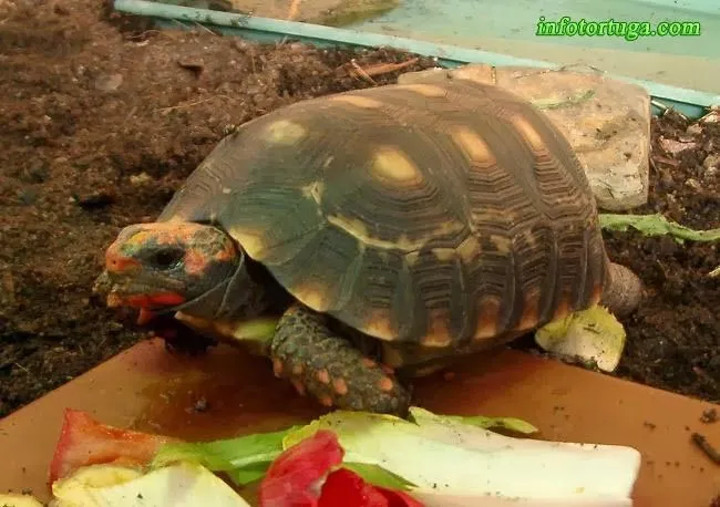 Un zoo en casa - Animales y mascotas: Chelonoidis carbonaria ... Un zoo en casa - Animales y mascotas: Chelonoidis carbonaria ...