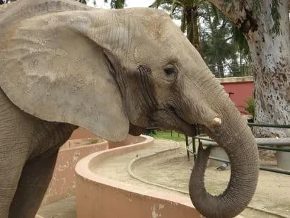 zoo de jerez elefante