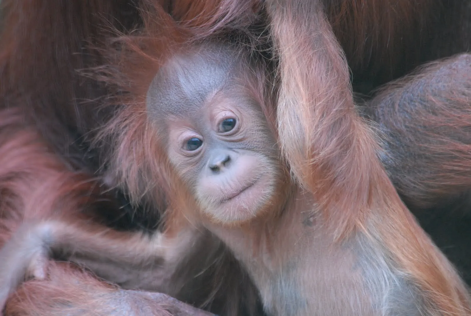 ZOO DE SANTILLANA DEL MAR: NACE OTRO ORANGUTÁN DE SUMATRA EN EL ... ZOO DE SANTILLANA DEL MAR: NACE OTRO ORANGUTÁN DE SUMATRA EN EL ...