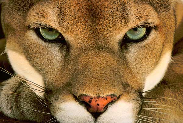 el zoo virtual de costa rica [licensed for non-commercial use only ... el zoo virtual de costa rica [licensed for non-commercial use only ...