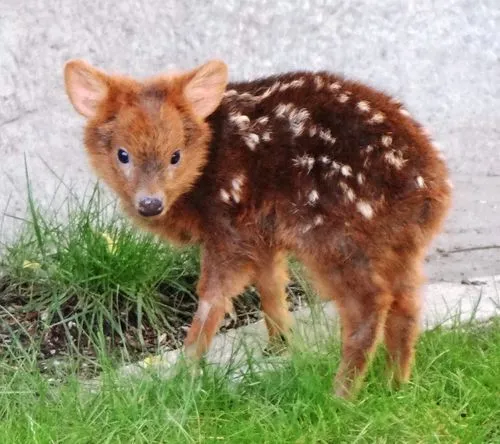 ZooBorns: Pudu