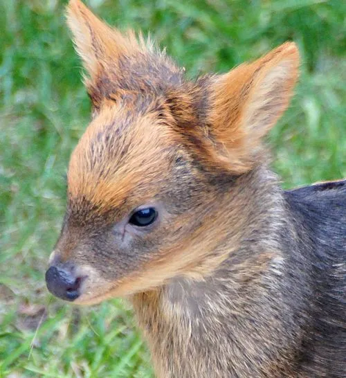 ZooBorns: Pudu