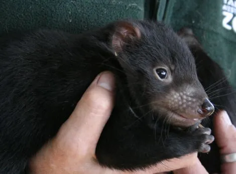 ZooBorns: Tasmanian Devil