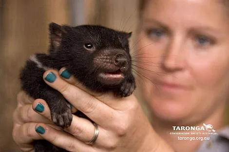 ZooBorns: Tasmanian Devil