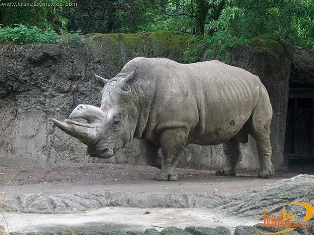 Zoológico de Chapultepec, Ciudad de México, Distrito Federal ... Zoológico de Chapultepec, Ciudad de México, Distrito Federal ...