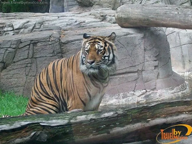 Zoológico de Chapultepec, Ciudad de México, Distrito Federal ... Zoológico de Chapultepec, Ciudad de México, Distrito Federal ...
