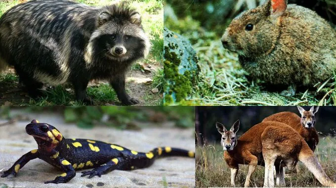 Qué hacer en el Zoológico de Chapultepec? - Niños Felices Qué hacer en el Zoológico de Chapultepec? - Niños Felices