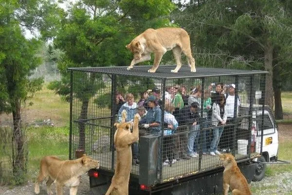 Zoológico encierra a personas y libera a los animales | El Diario ...