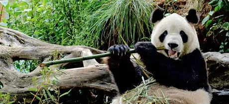 Zoológico infantil de Chapultepec en Ciudad de México Zoológico infantil de Chapultepec en Ciudad de México