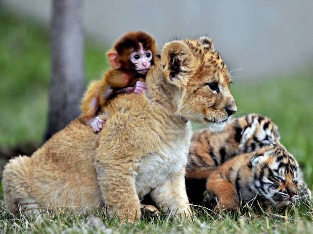 Zoológico muestra amistad entre bebés mono, tigre y león - Terra Chile Zoológico muestra amistad entre bebés mono, tigre y león - Terra Chile