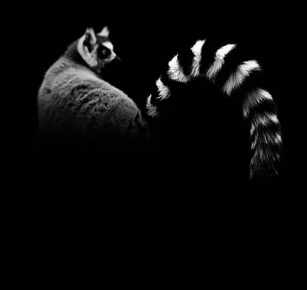 Zoologico Oscuro, Animales en blanco Y negro | 10 Pixeles | Banco ...